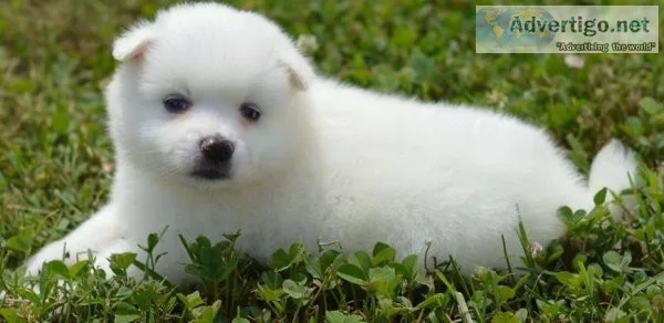 Successful American Eskimo Puppies