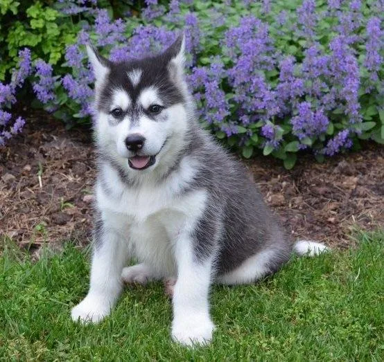 AKC Alaskan malamute Puppies for sale.
