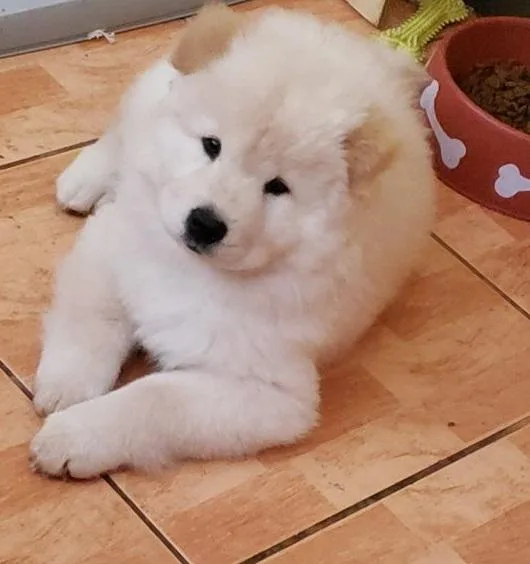 Vacant Chow Chow Puppies Available Now