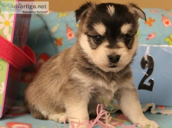 Palatable Alaskan Klee Kia Puppies Available Now For Sale
