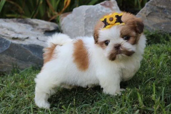 AKC Shih Tzu puppies ready