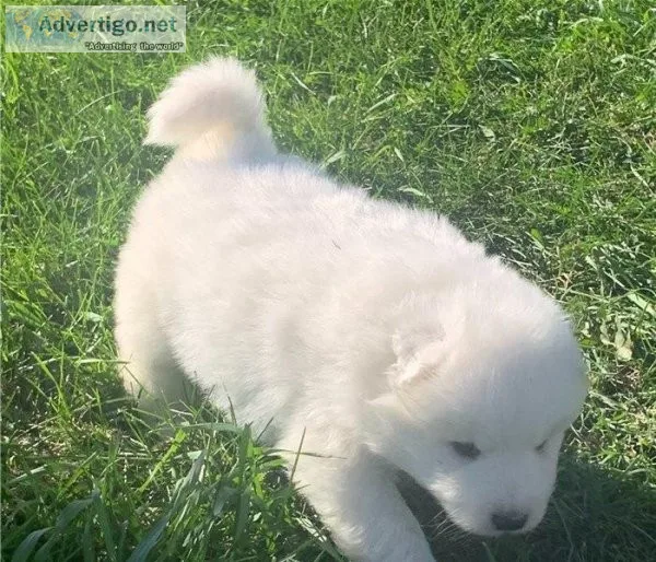 Helpful White Samoyed Puppies For Sale