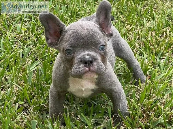 French Bulldog puppies for sale