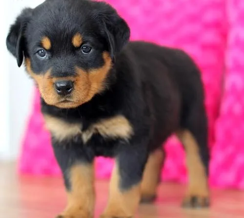 AKC Registered Rottweiler Puppies