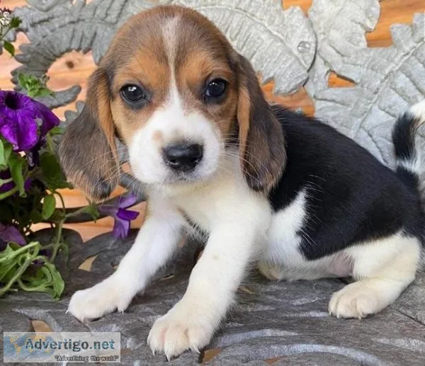 Tasty Tri Beagle Puppies For Sale