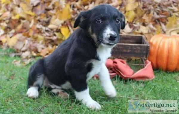 Healthy Mountain Cur Puppies For Sale