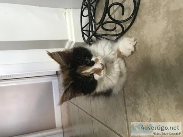 Maine Coon kittens