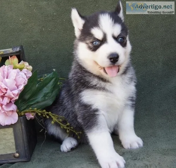 Beautiful Siberian Husky puppies Available