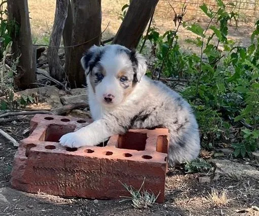 Sarcastic Australia Shepherd Puppies For Sale