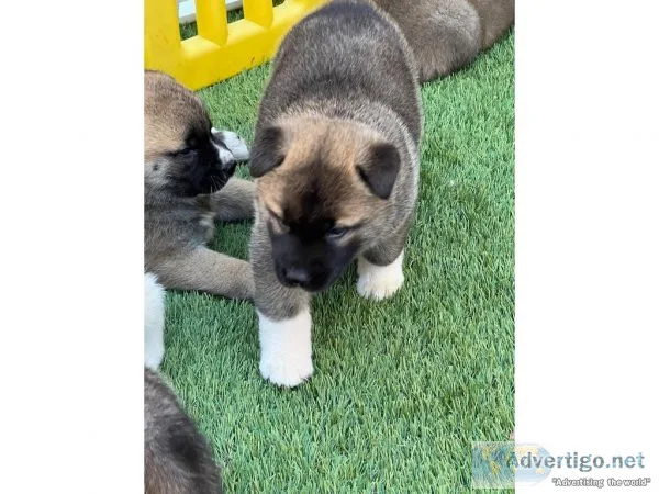Beautiful American Akita Puppies Text  334-357-6330