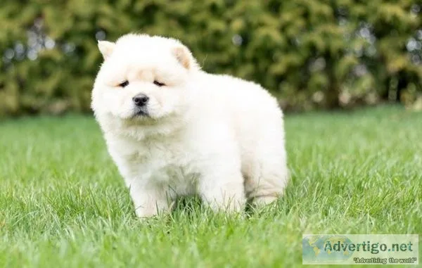 Bewildered Chow Chow Puppies For Sale