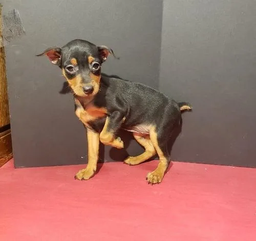 Lovely Miniature Pinscher Puppies For Sale.