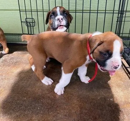 Helpless Boxer Puppies For Sale