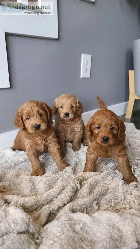 Wonderful Labradoodle Puppies For Sale Now