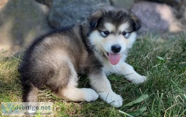 Stormy Alaskan Malamute Puppies For Sale
