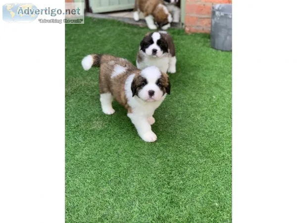 Saint Bernard Males and Females Available Text  US 334-357-6330.