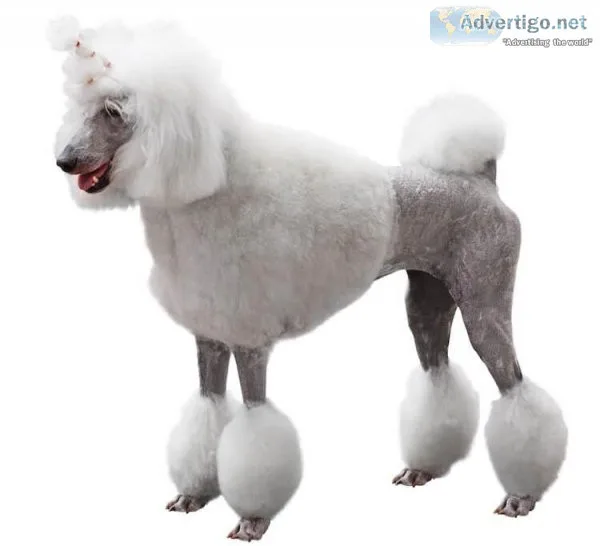 Dog Grooming