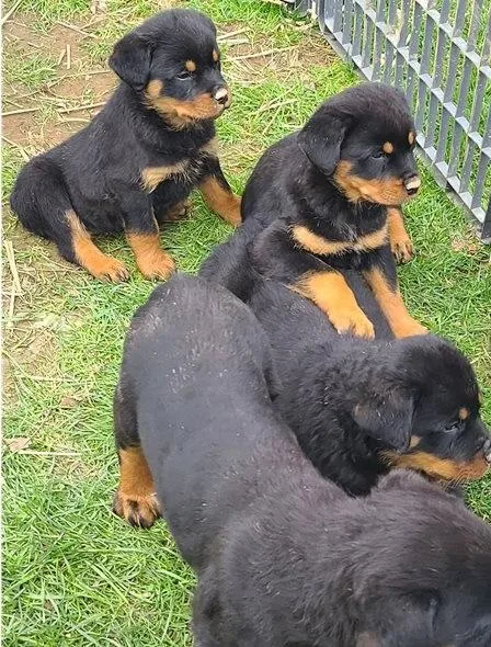 Joyous Rottweiler Puppies For Sale