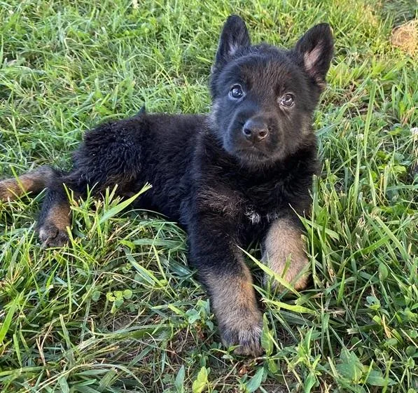 Zany German Shepherd Puppies For Sale