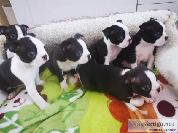 Four Boston terrier puppies for sale