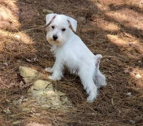 Home Raised Miniature Schnauzer Puppies.