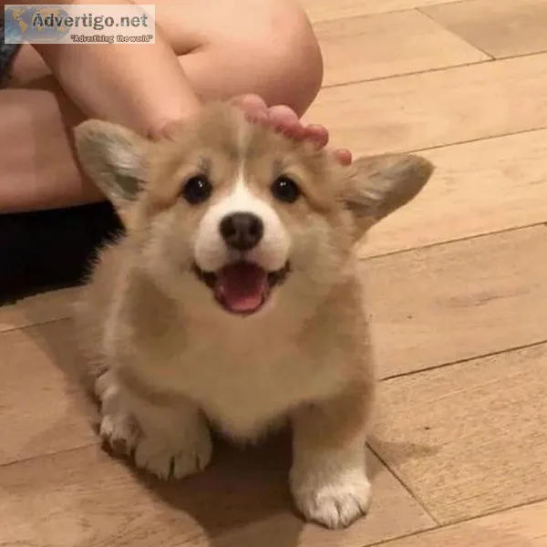 PEMBROKE WELSH CORGI  PUPPIES AVAILABLE