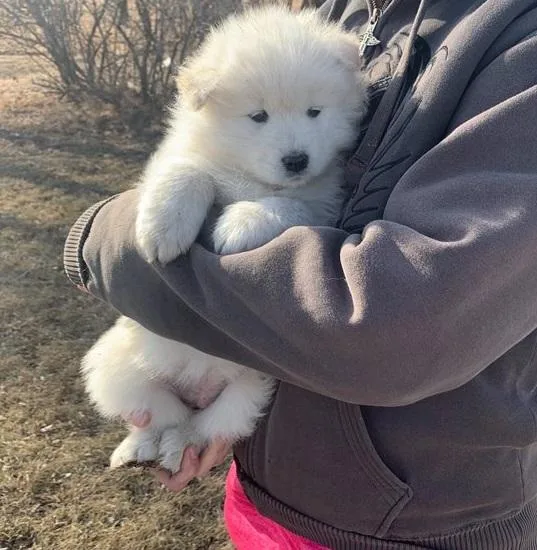 Horrible White Samoyed Puppies For Sale