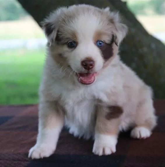 Beloved Australia Shepherd Puppies