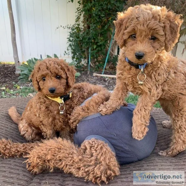 CKC registered Toy Poodle boys and girls
