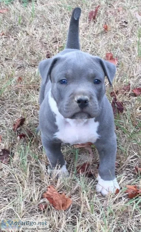 Well Trained American Pit Bull Terrier Puppies.