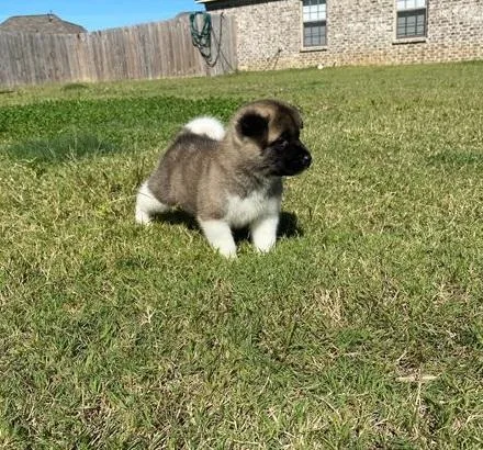 Baggy Akita Puppies Available For Sale