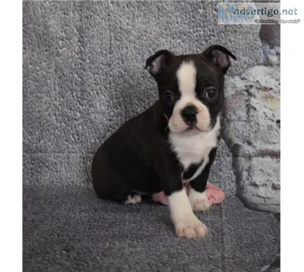 Socialized Boston terrier Puppies