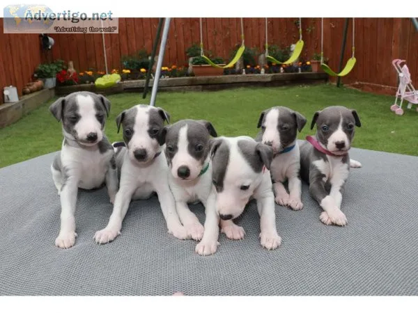Beautiful blue and white whippet puppies  Text  334-357-6330