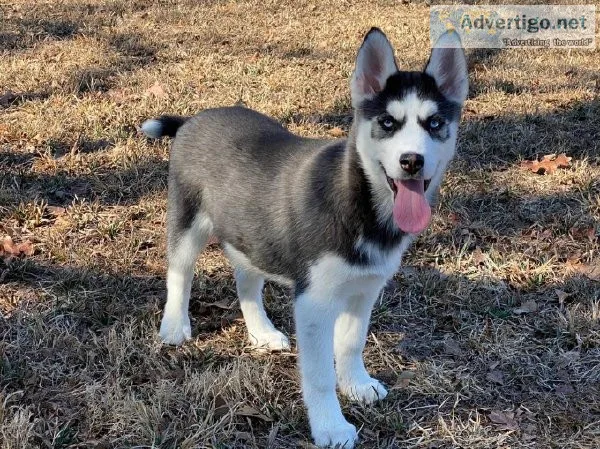Siberian Husky puppies for sale