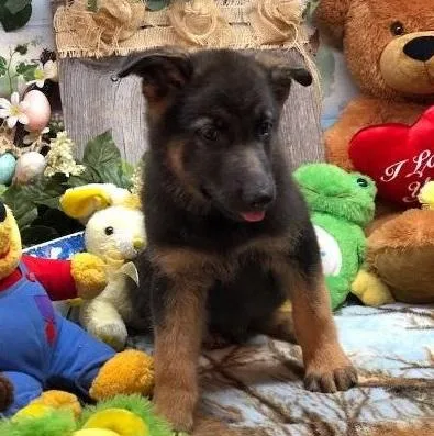 Easygoing German Shepherd Puppies For Sale