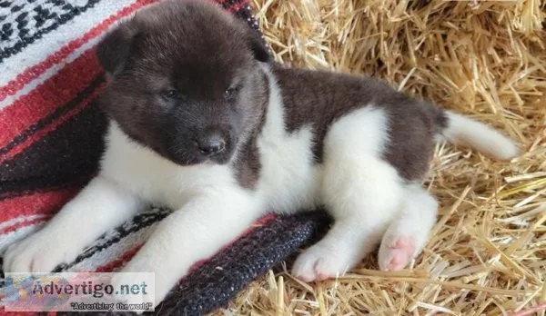 Doubtful Akita Puppies
