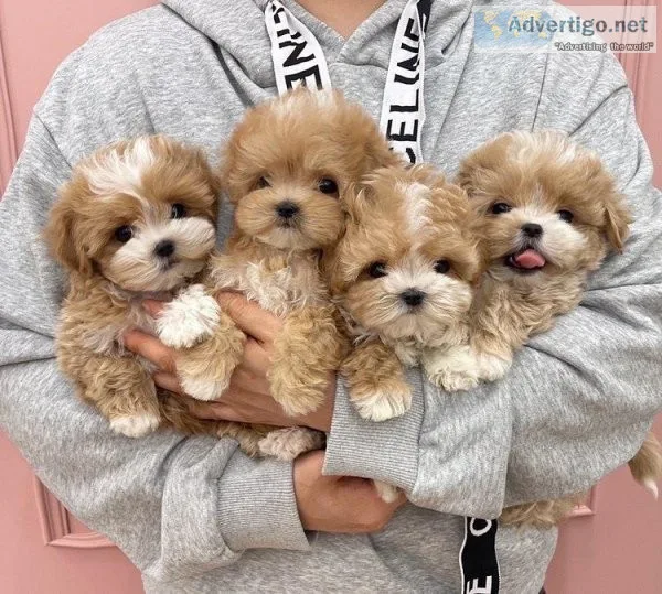 Amazing Maltipoo Puppies ready NOW
