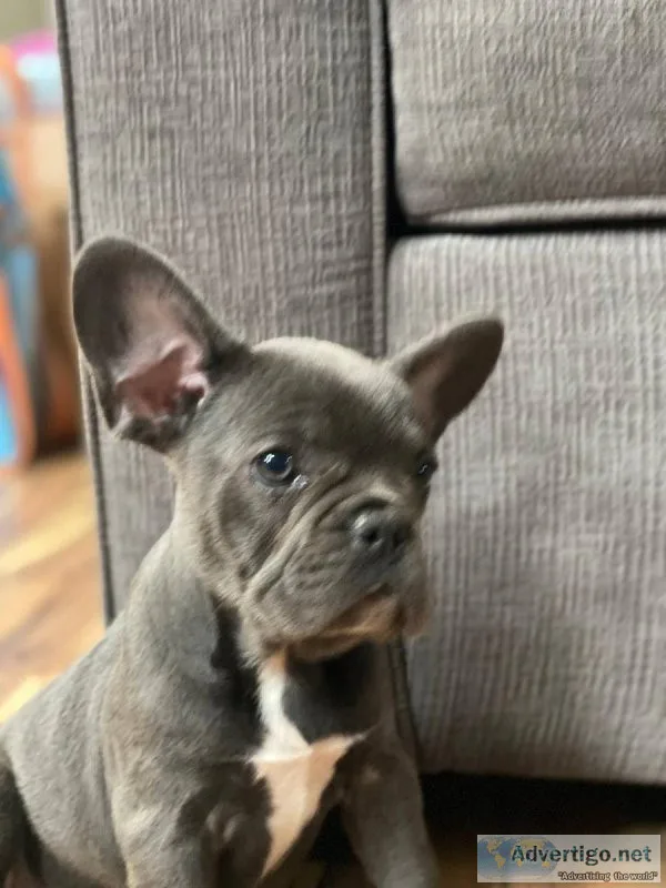 French Bulldog puppies for sale