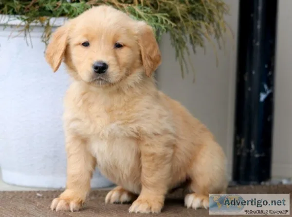 Frankie Golden Retriever Puppies For sale