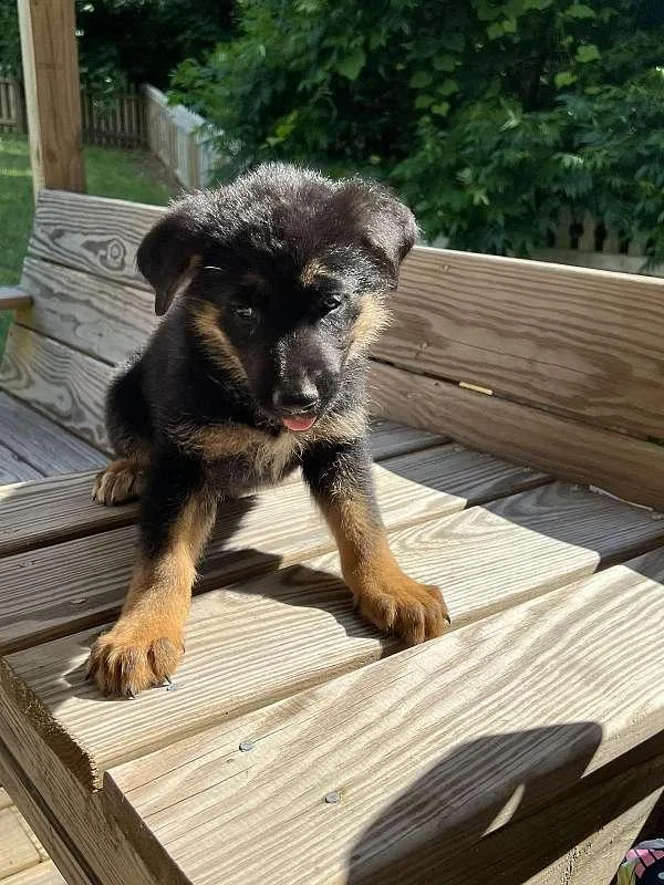 German Shepherd Pups 10 Weeks Old