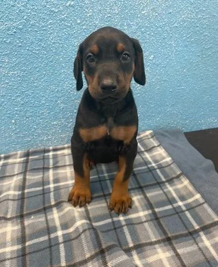 Calm Doberman Pinscher Puppies For Sale