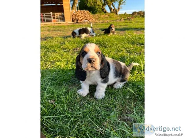 Outstanding Litter Of Basset hound puppies  Text  334-357-6330