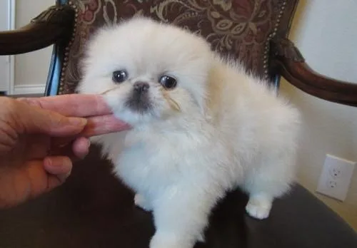 Active Pekingese puppies For Sale.