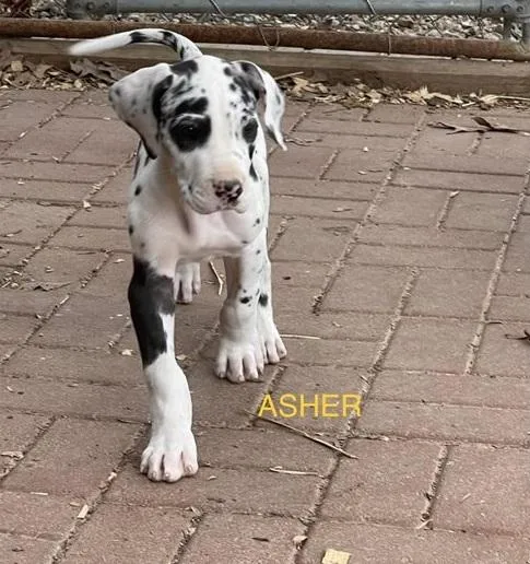 Harmful Great Dane Puppies For Sale