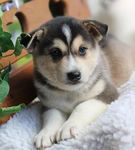 Elated Alaskan Klee Kia Puppies