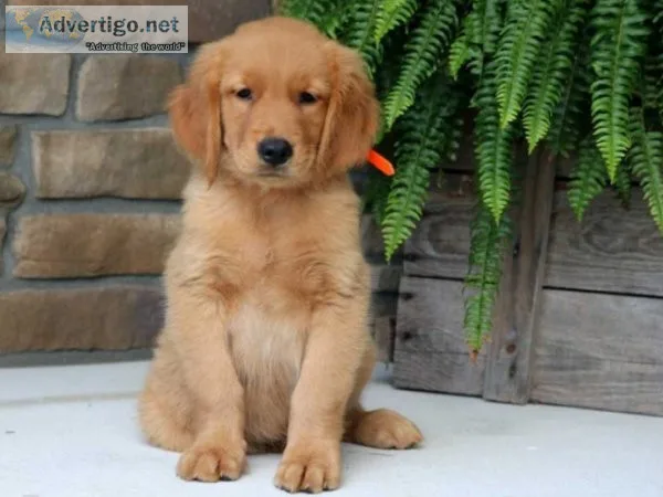 Lulu Golden Retriever Puppies For sale