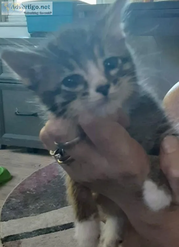 Long haired kittens