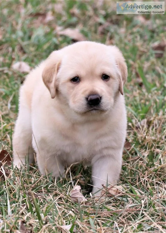 Labrador Retriever puppies for sale