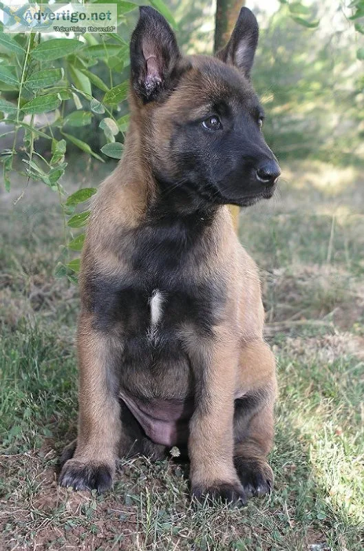 Gorgeous Belgian Shepherd Puppies