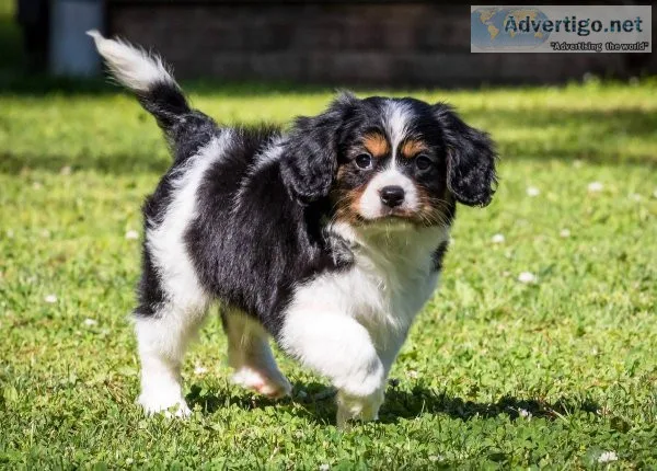 Cavalier King Charles puppies for sale